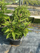 Eupatorium P 'Euphoria Ruby'