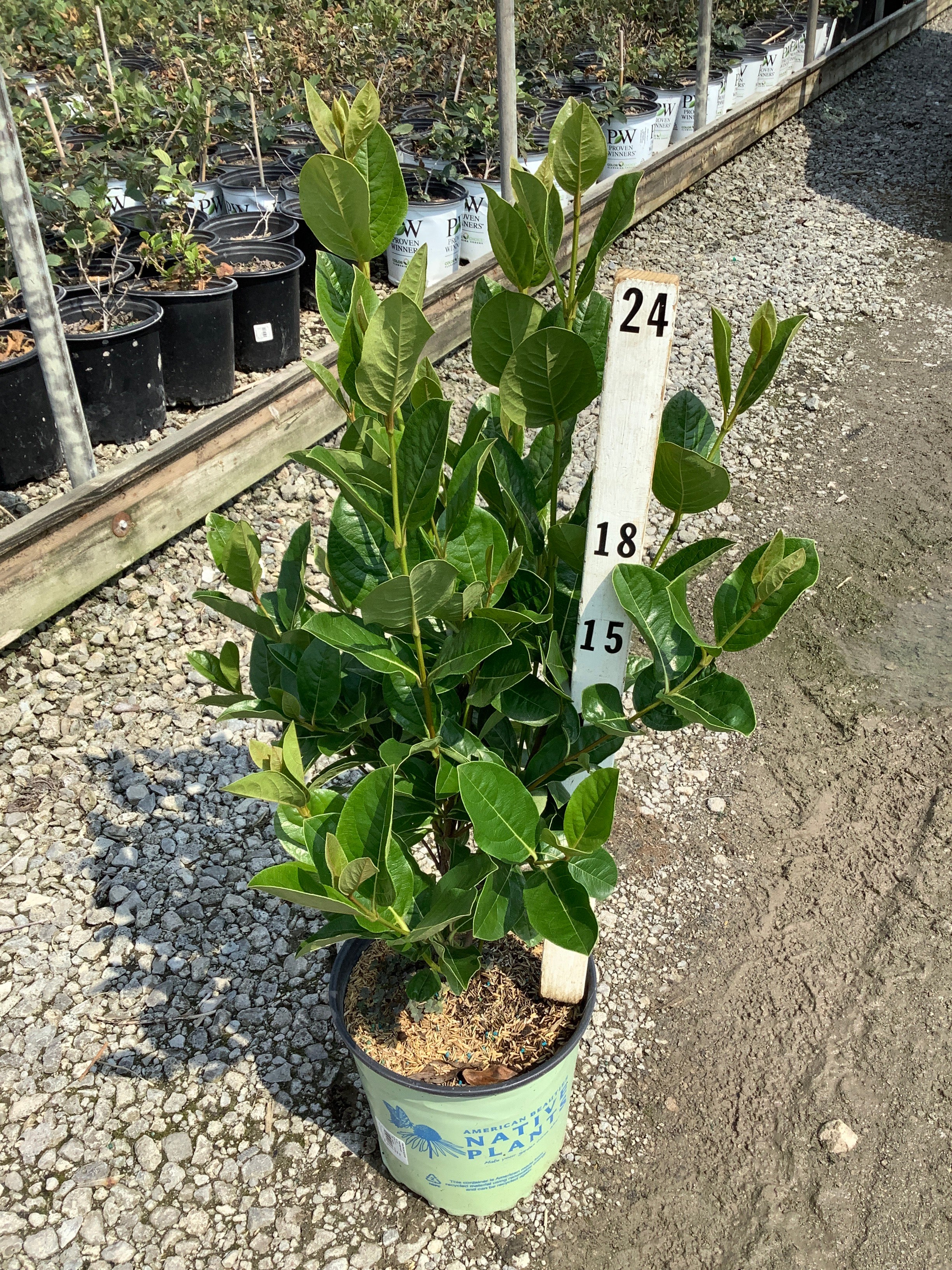 Viburnum nudum 'Winterthur'