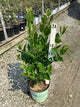 Viburnum nudum 'Winterthur'