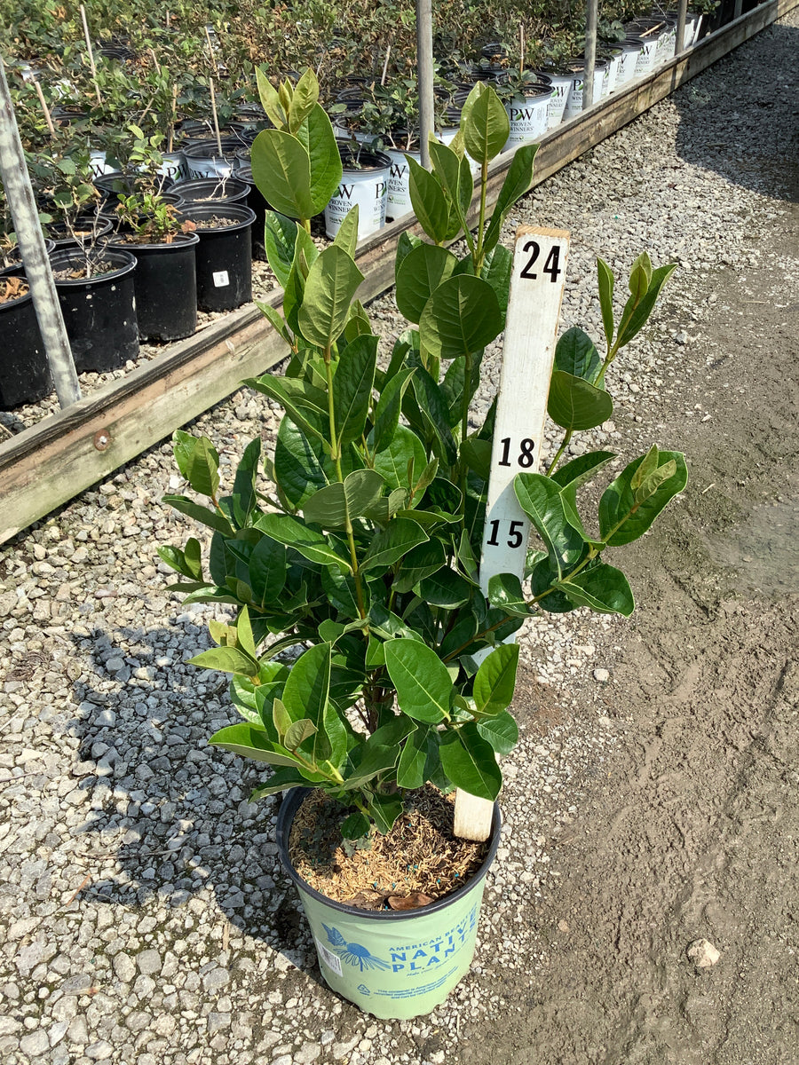 Viburnum nudum 'Winterthur' â€” G2 10