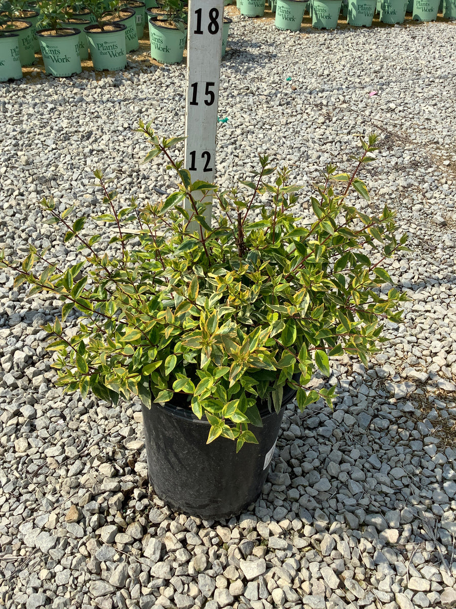 Abelia kaleidoscope â€” G2 12