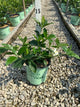 Gardenia jasminoides 'Summer Snow'