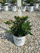 Gardenia steady 'As She Goes'