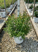 Abelia m. ‘Sweet Emotion Blaze’