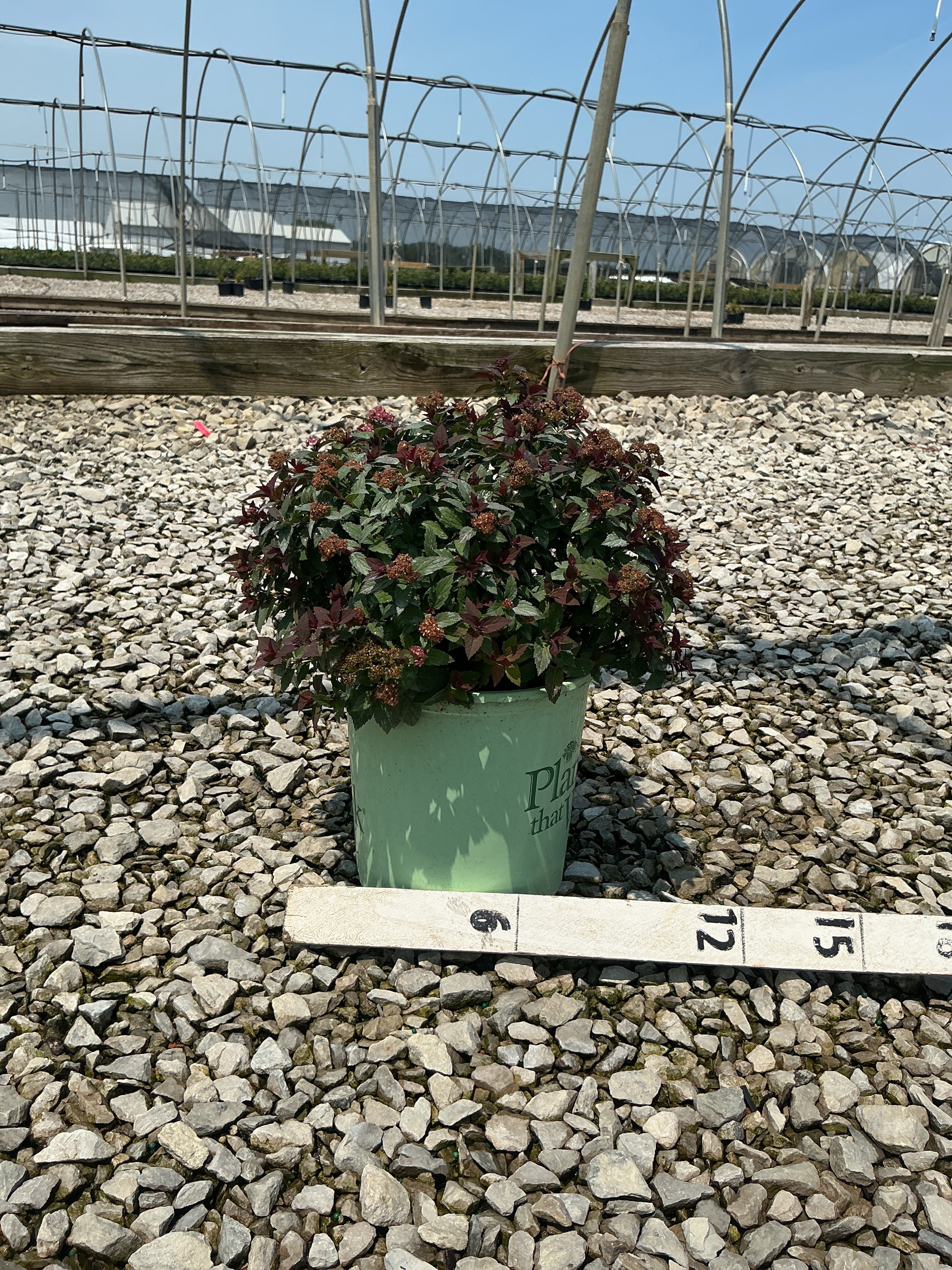 Spiraea empire 'Ice Dragon'