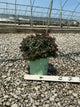 Spiraea empire 'Ice Dragon'