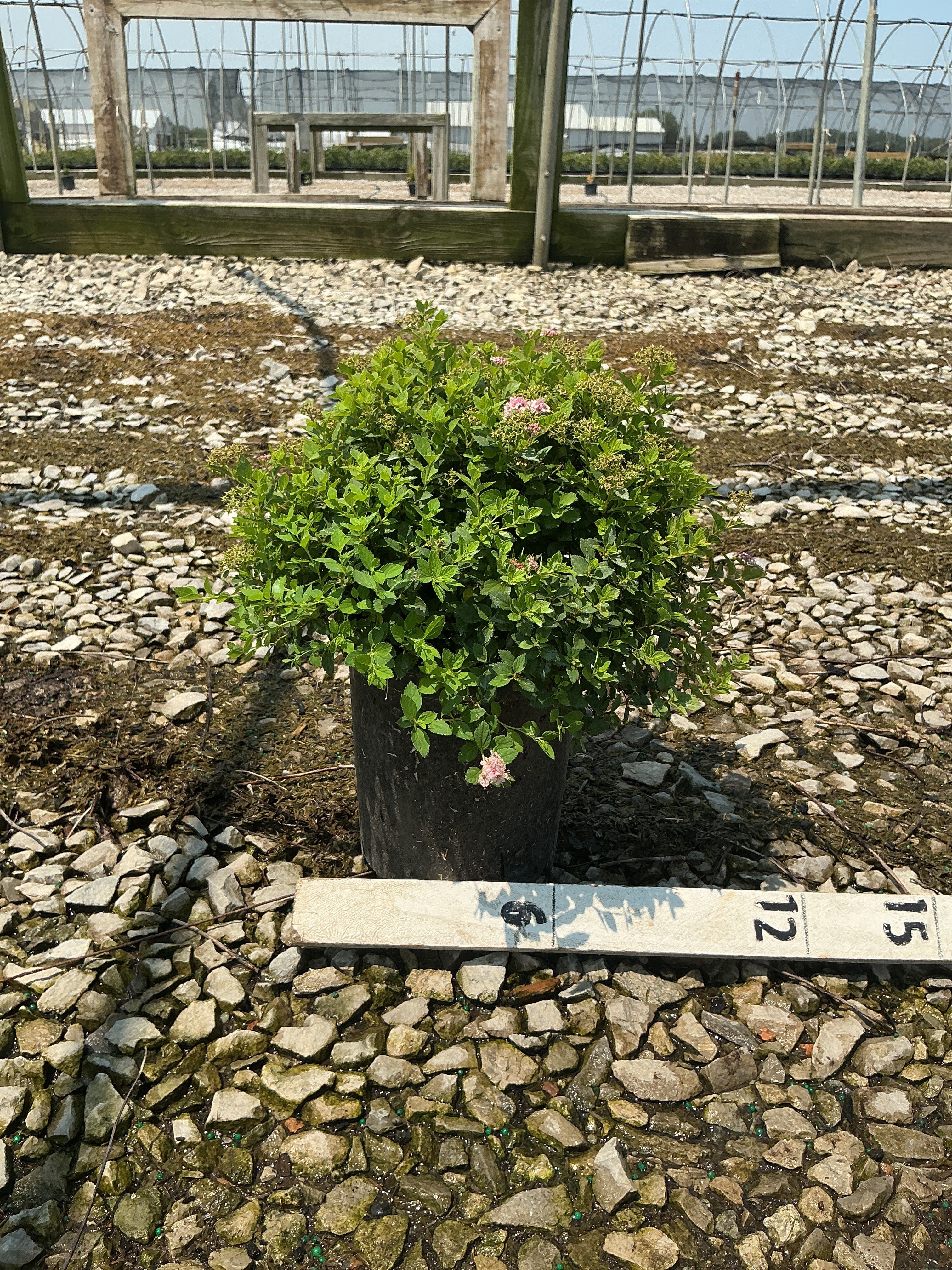 Spiraea japonica 'Little Princess'