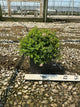 Spiraea japonica 'Little Princess'