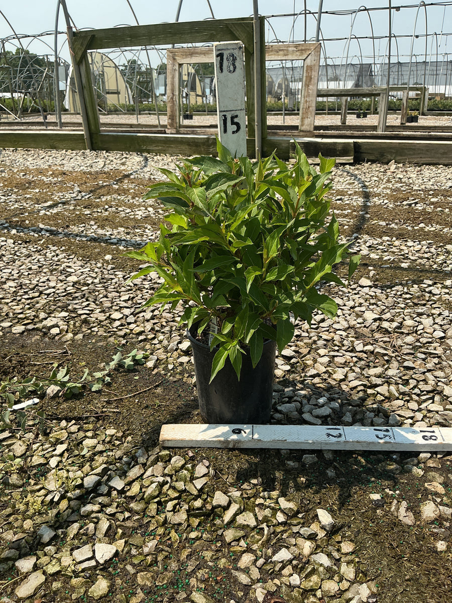 Weigela florida 'Red Prince' â€” G1