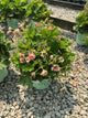 Geum pretticoats 'Peach'