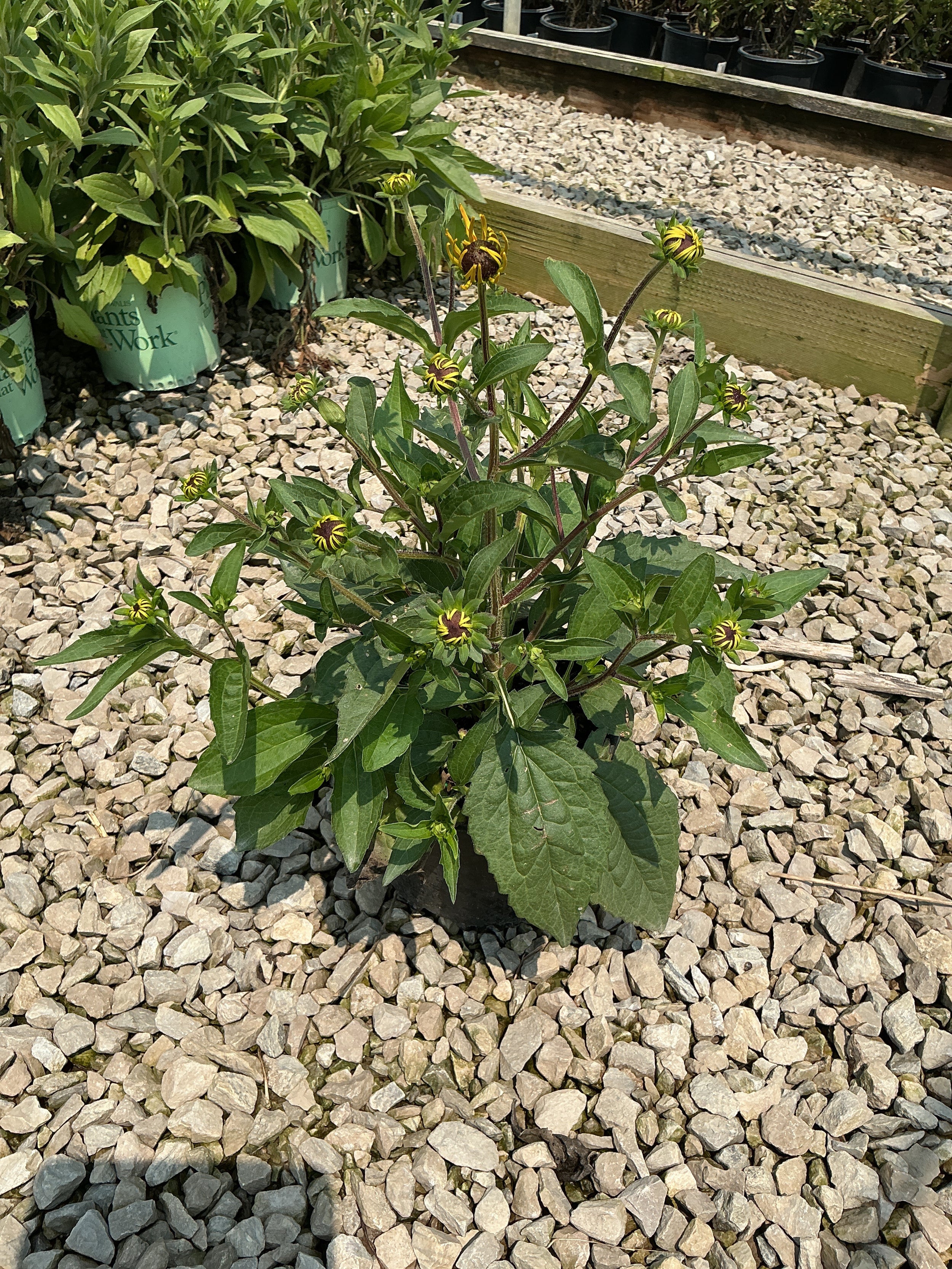 Rudbeckia fulgida 'Goldsturm'