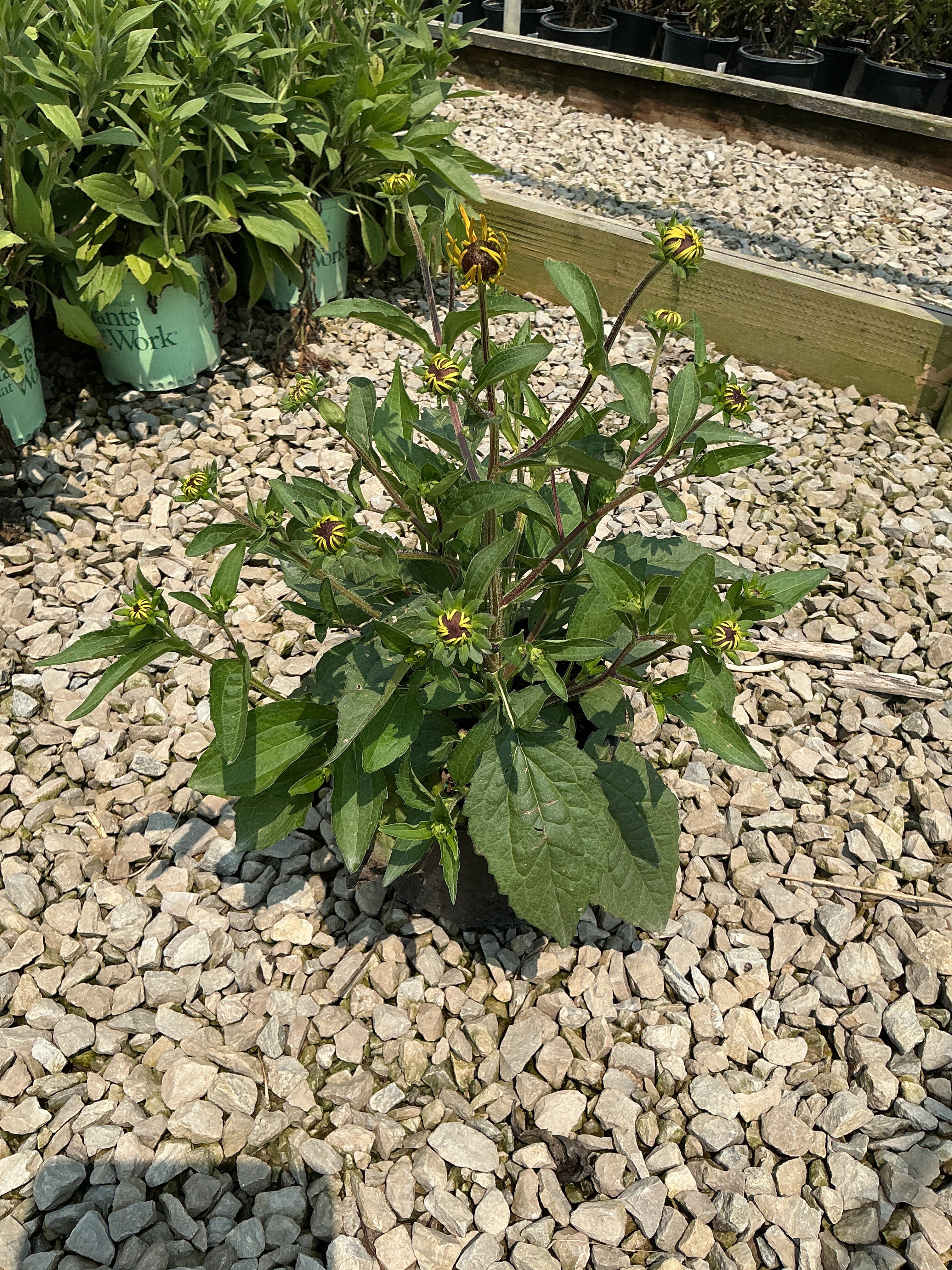 Rudbeckia fulgida 'Goldsturm'