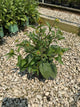Rudbeckia fulgida 'Goldsturm'