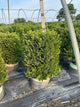 Buxus x 'Cranberry Creek'