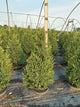 Buxus microphylla 'Green Mountain'