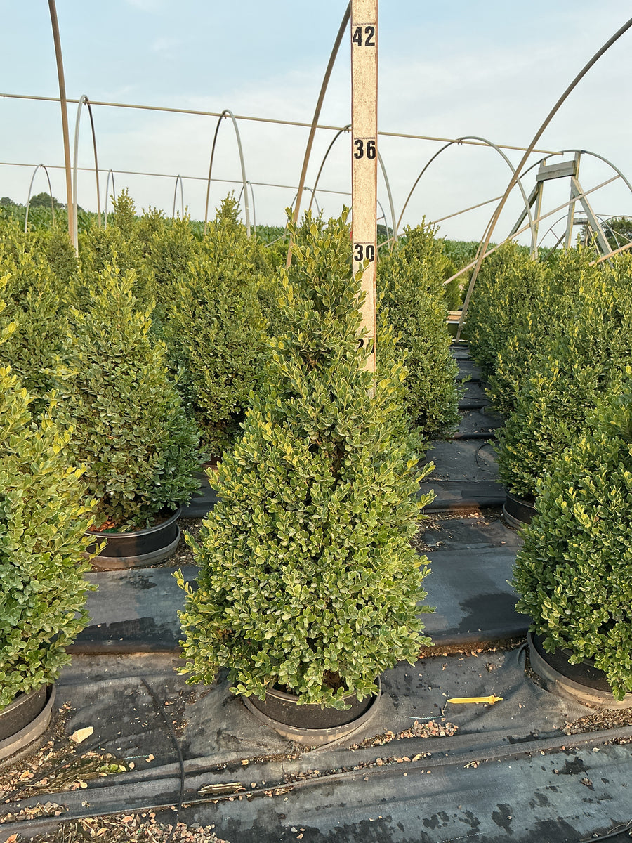 Buxus microphylla 'Green Mountain' â€” G3 24
