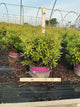 Rhododendron ‘UMNAZ 502’