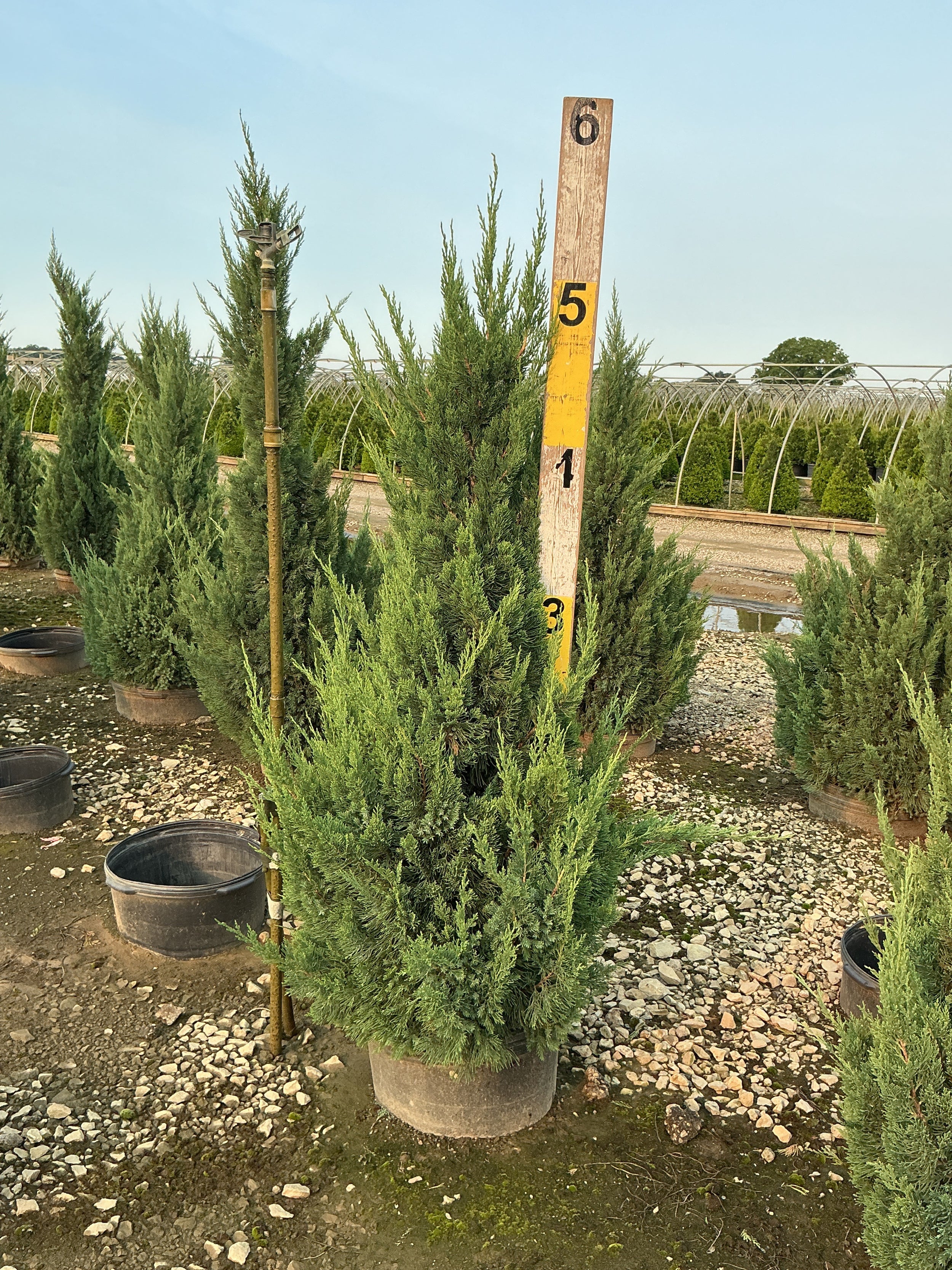 Juniperus chinensis 'Blue Point'
