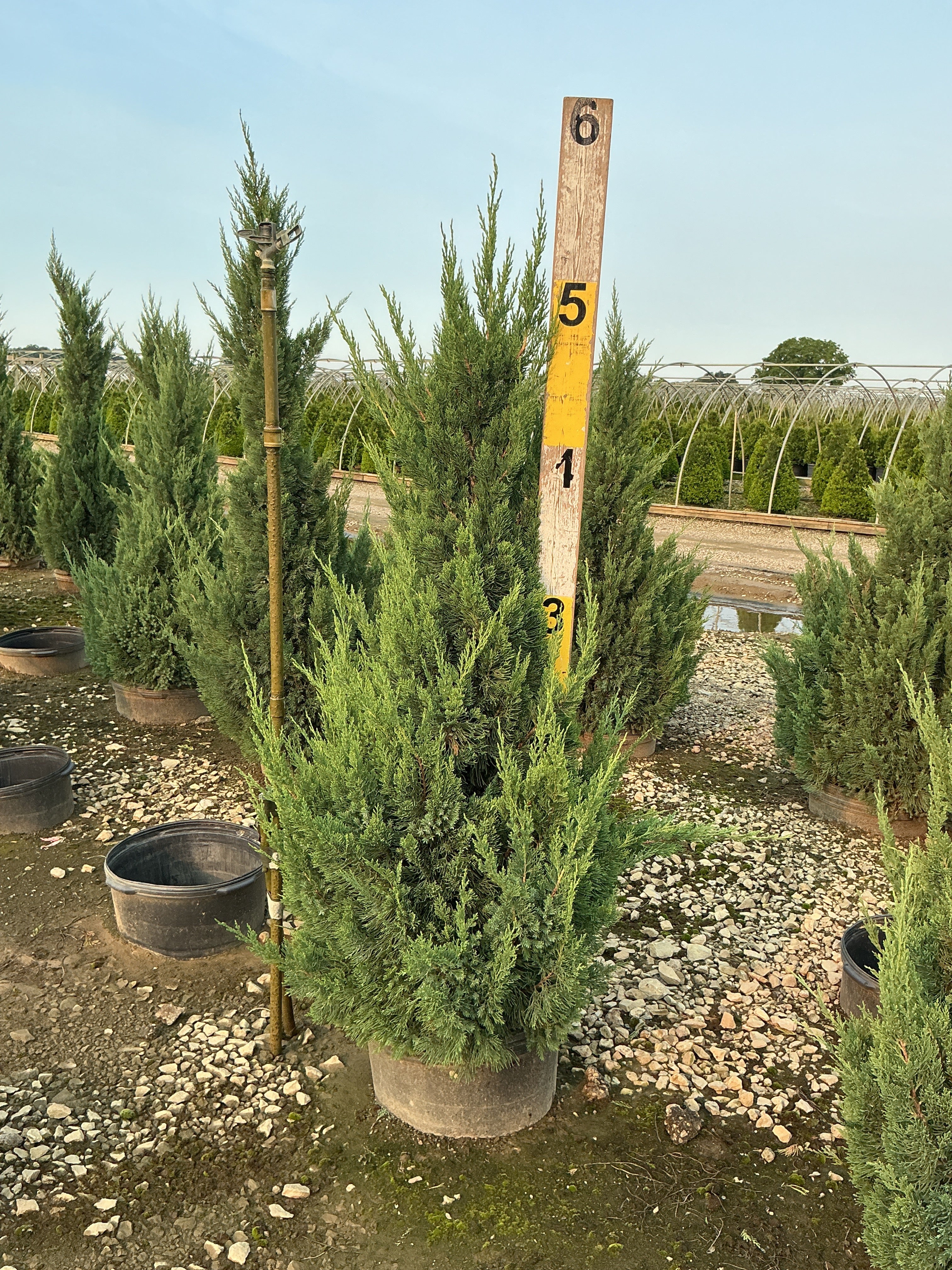 Juniperus chinensis 'Blue Point'