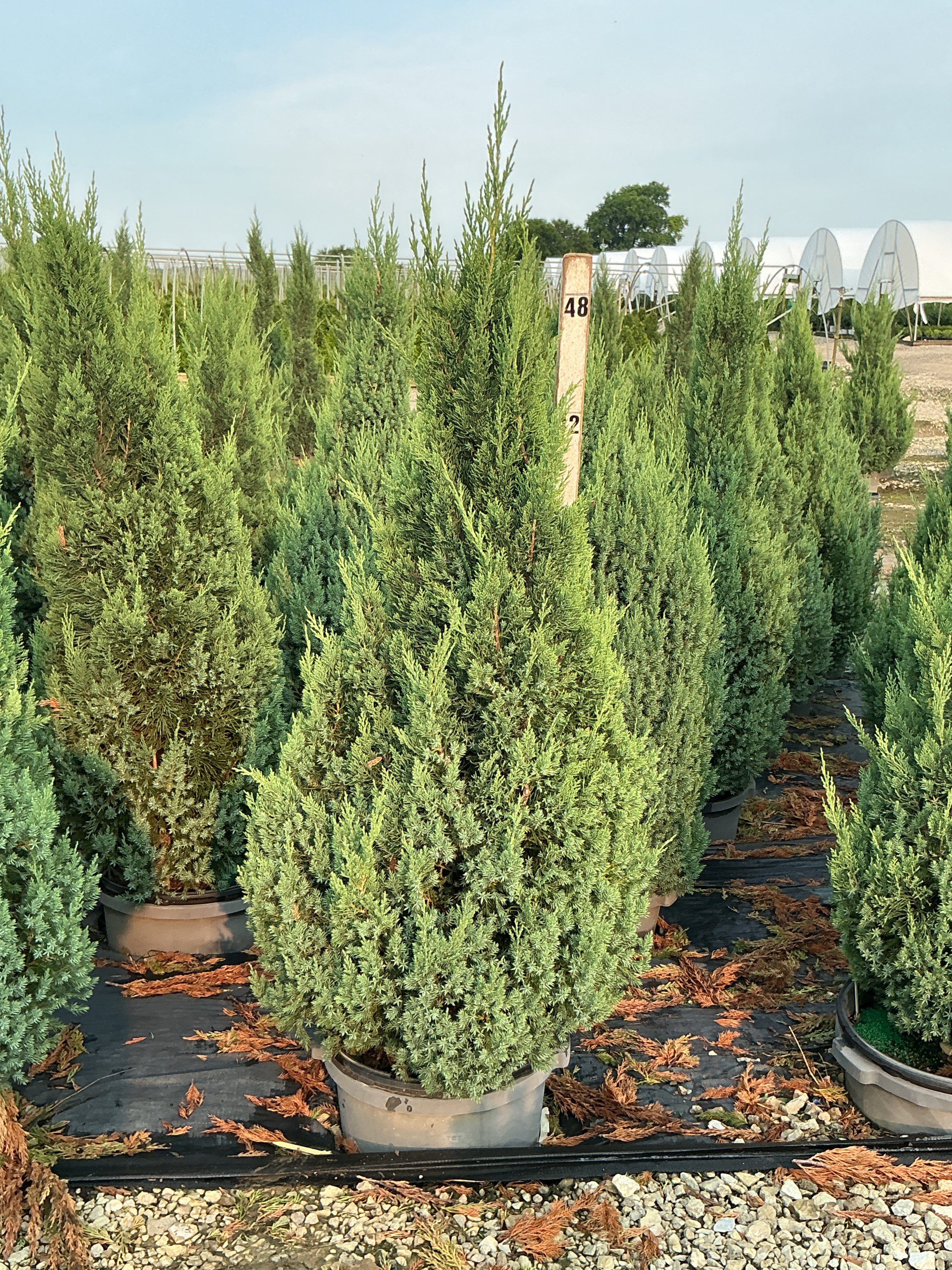 Juniperus chinensis 'Blue Point'