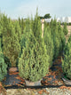 Juniperus chinensis 'Blue Point'
