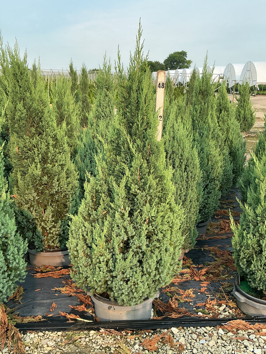 Juniperus chinensis 'Blue Point' â€” G7 48