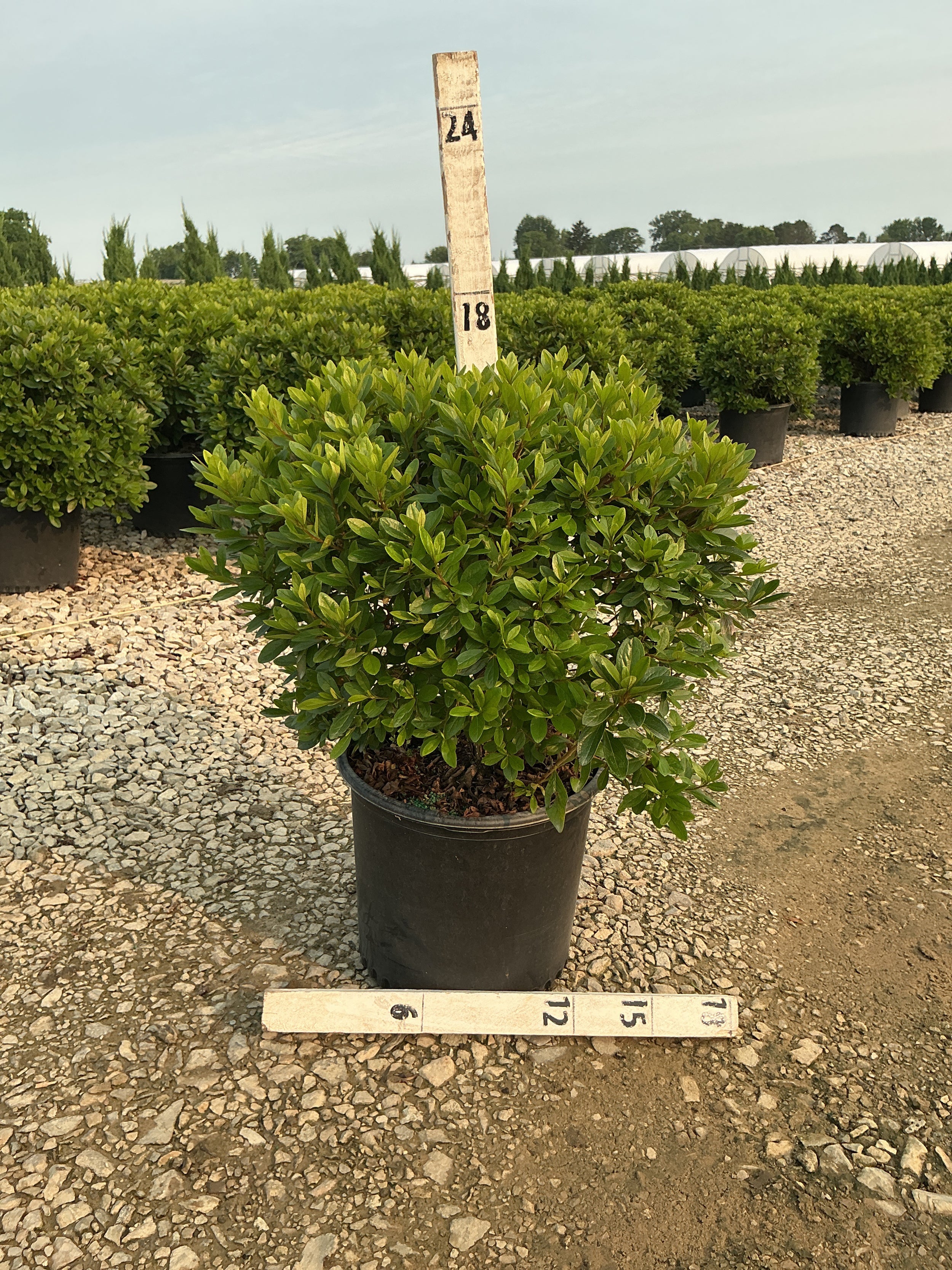 Azalea x 'Karen'