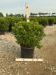 Azalea x 'Karen'