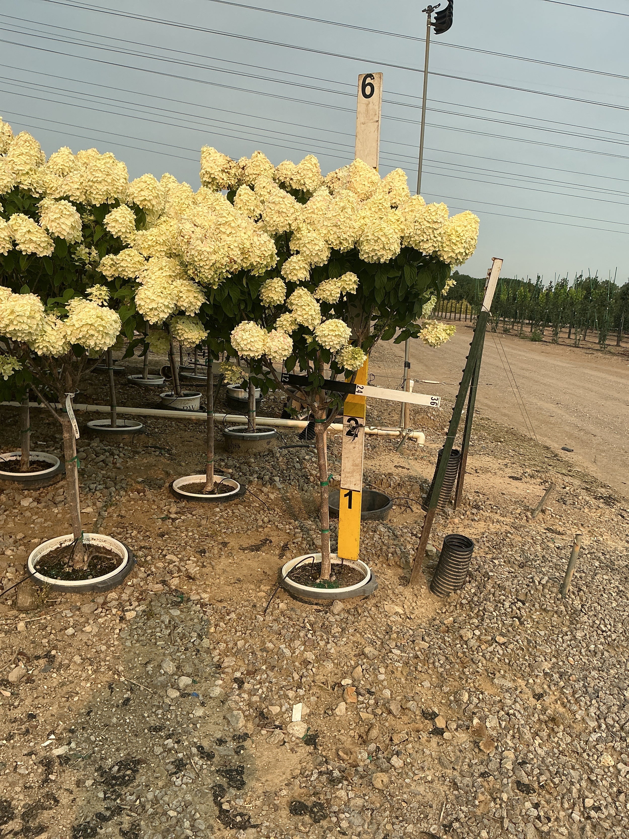 Hydrangea paniculata 'Zwijnenburg'