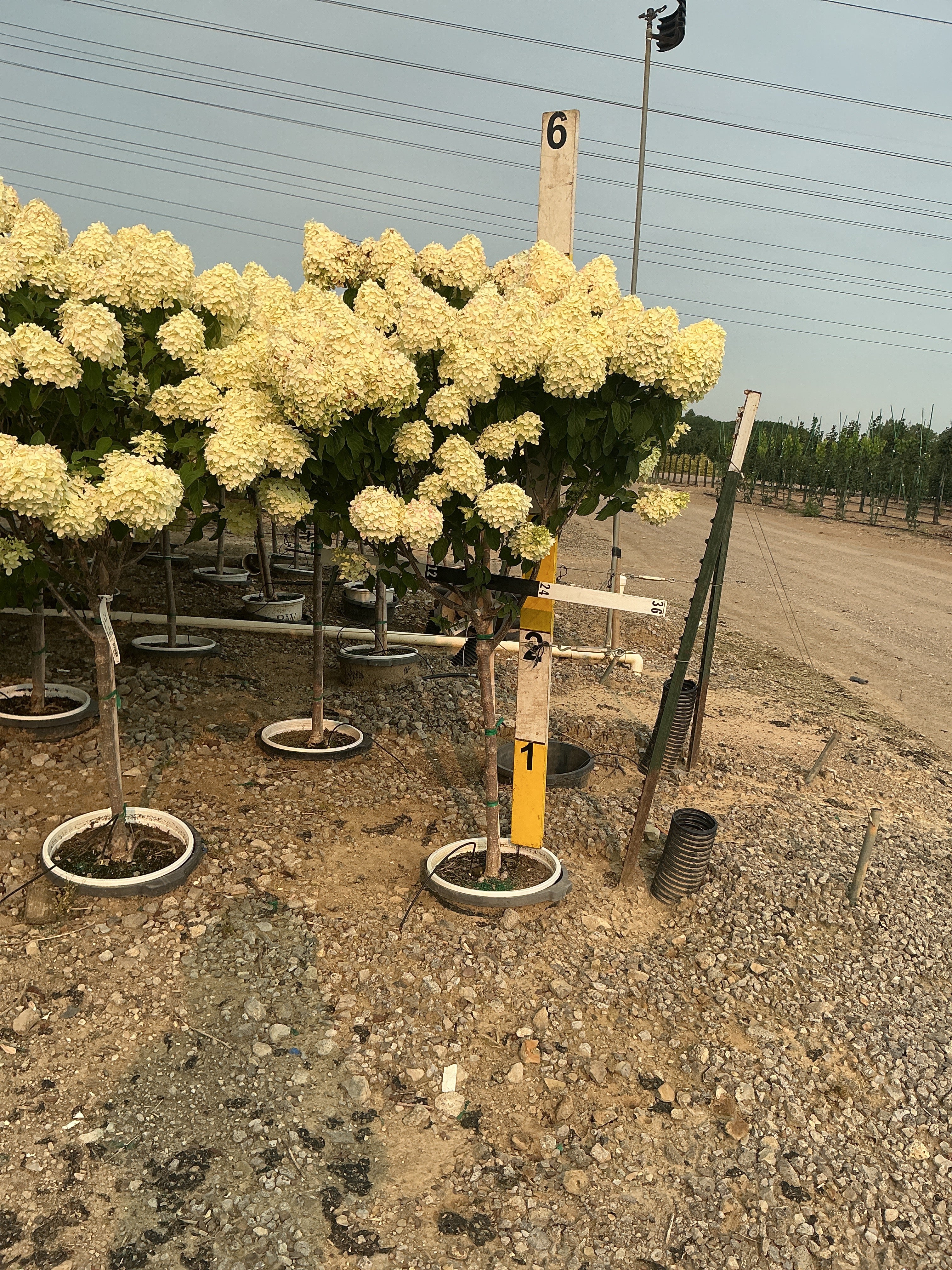 Hydrangea paniculata 'Zwijnenburg'