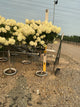 Hydrangea paniculata 'Zwijnenburg'