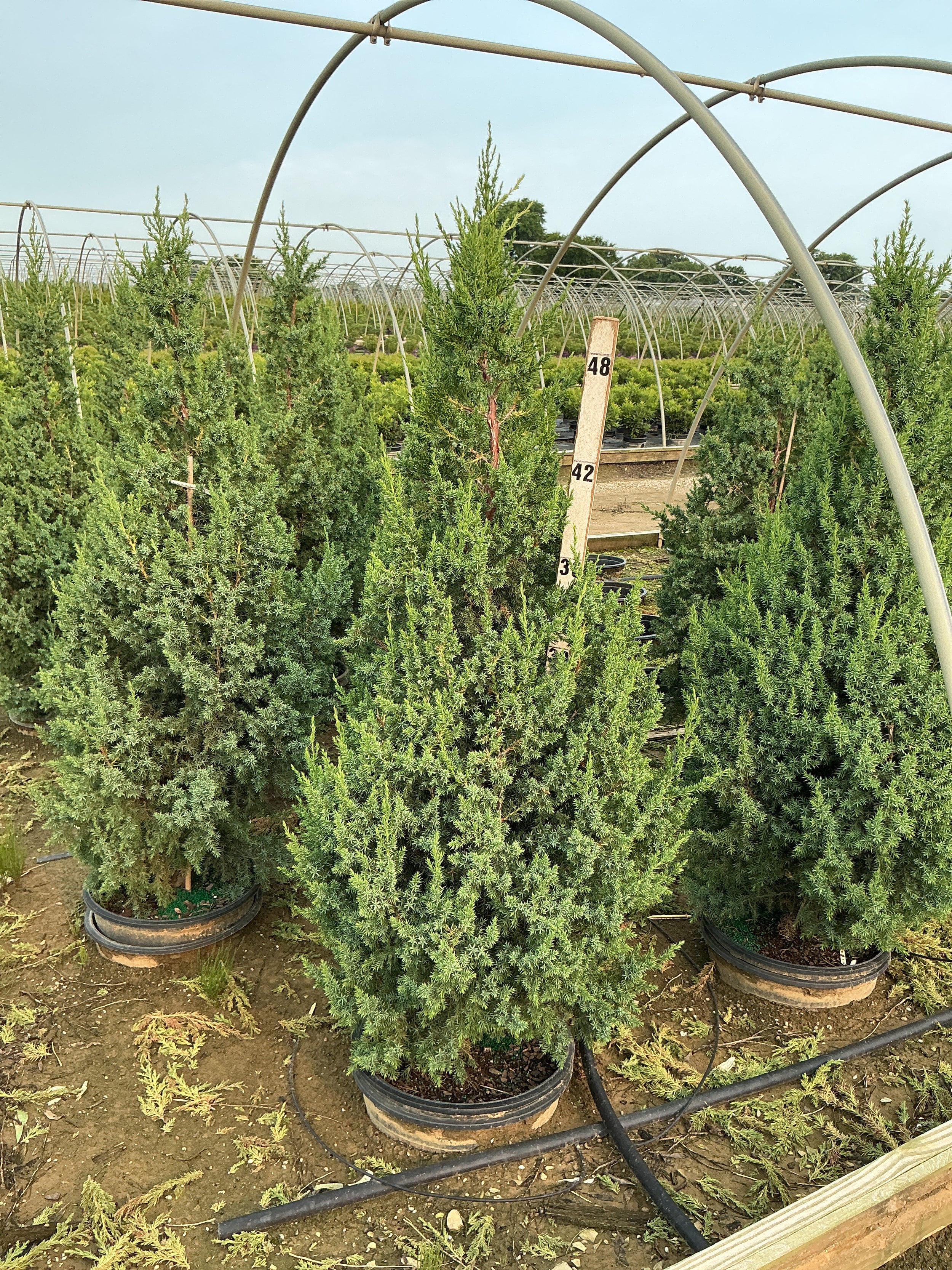 Juniperus x Star Power (‘J.N. Select Blue’)