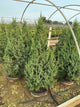 Juniperus x Star Power (‘J.N. Select Blue’)