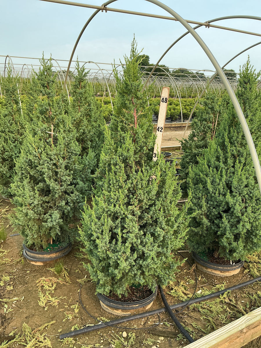 Juniperus x Star Power (‘J.N. Select Blue’)