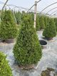 Buxus x 'Cranberry Creek'
