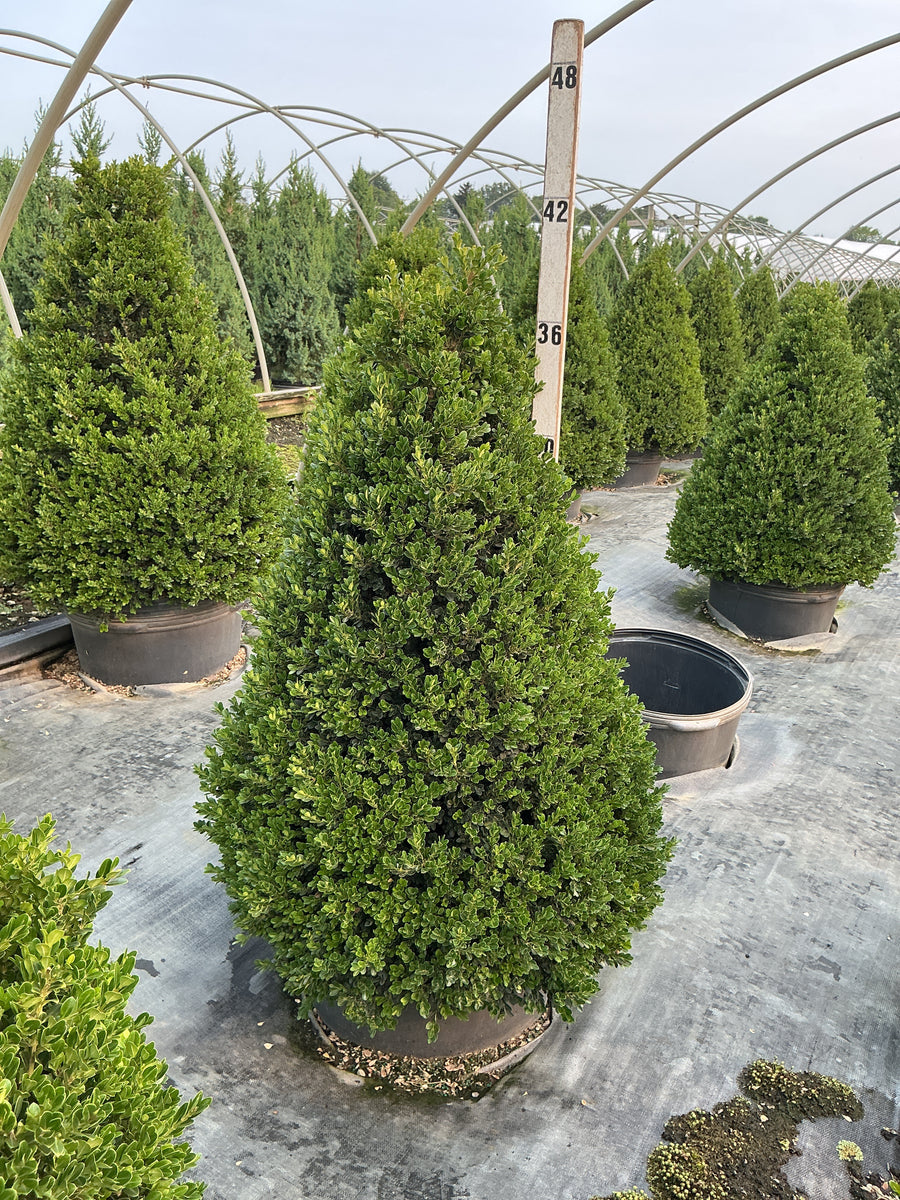 Buxus x 'Cranberry Creek' â€” G15 36