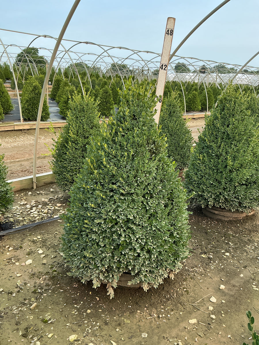 Buxus microphylla 'Green Mountain' â€” G15 36