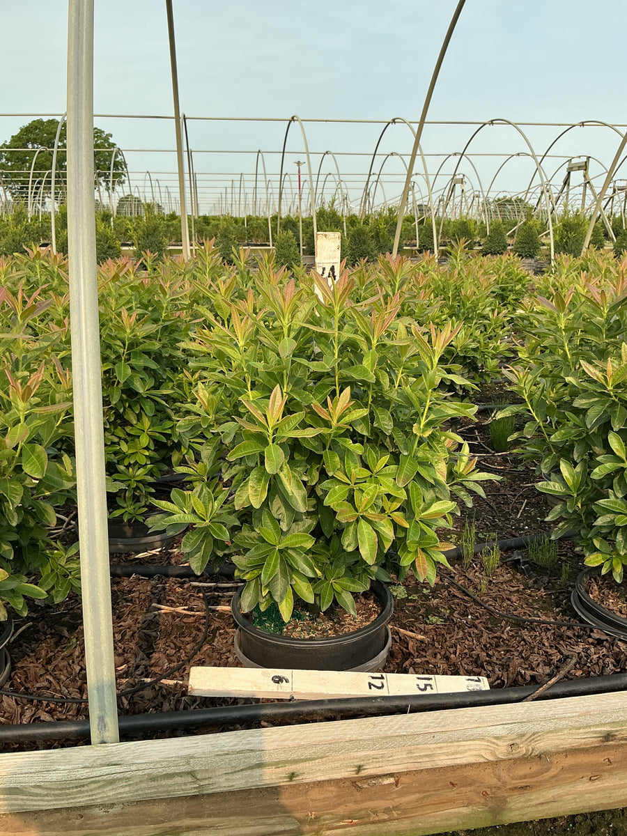 Azalea 'Exbury Fireball' â€” G3 15