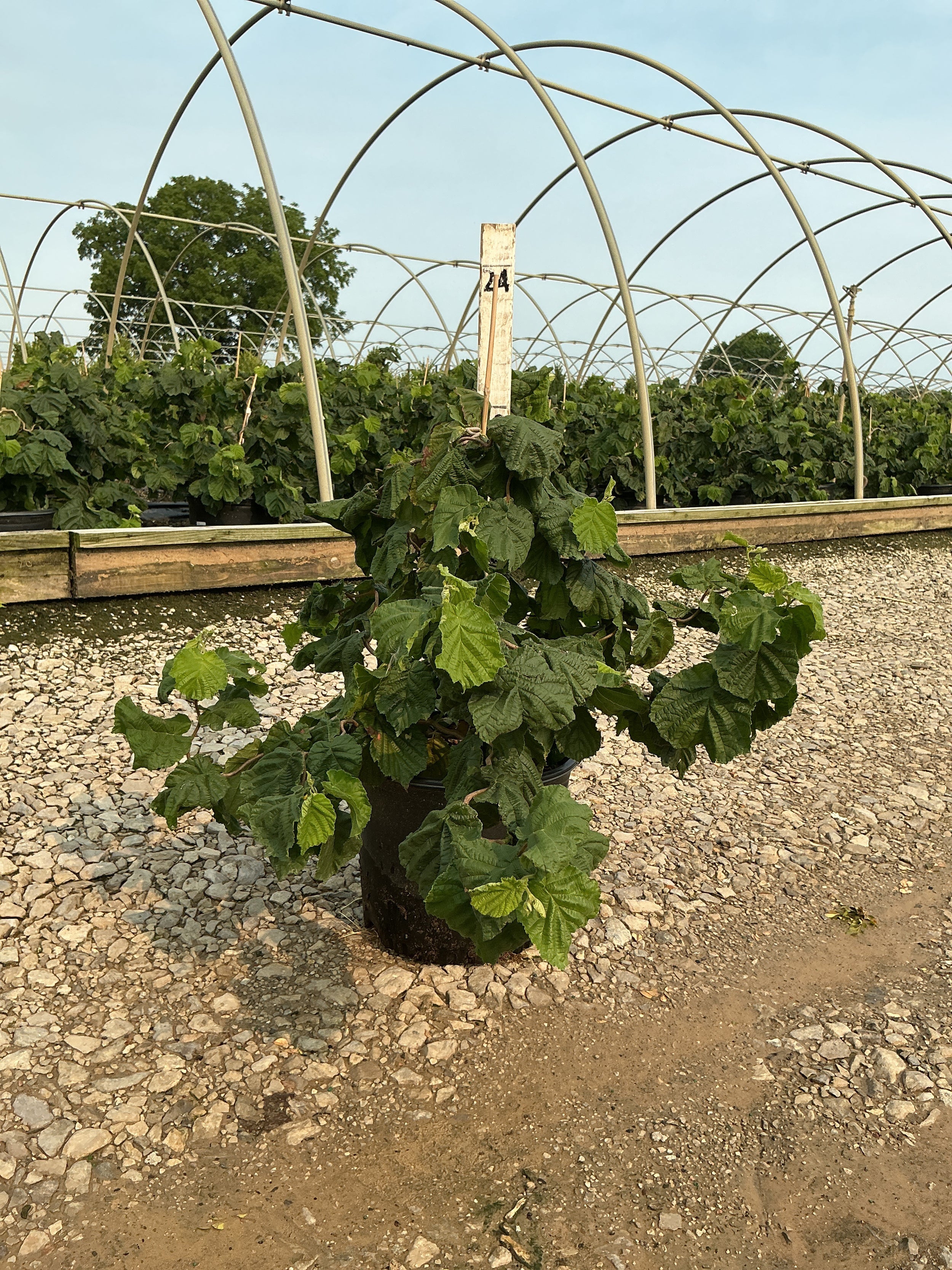 Corylus avellana 'Contorta'