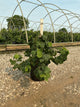Corylus avellana 'Contorta'