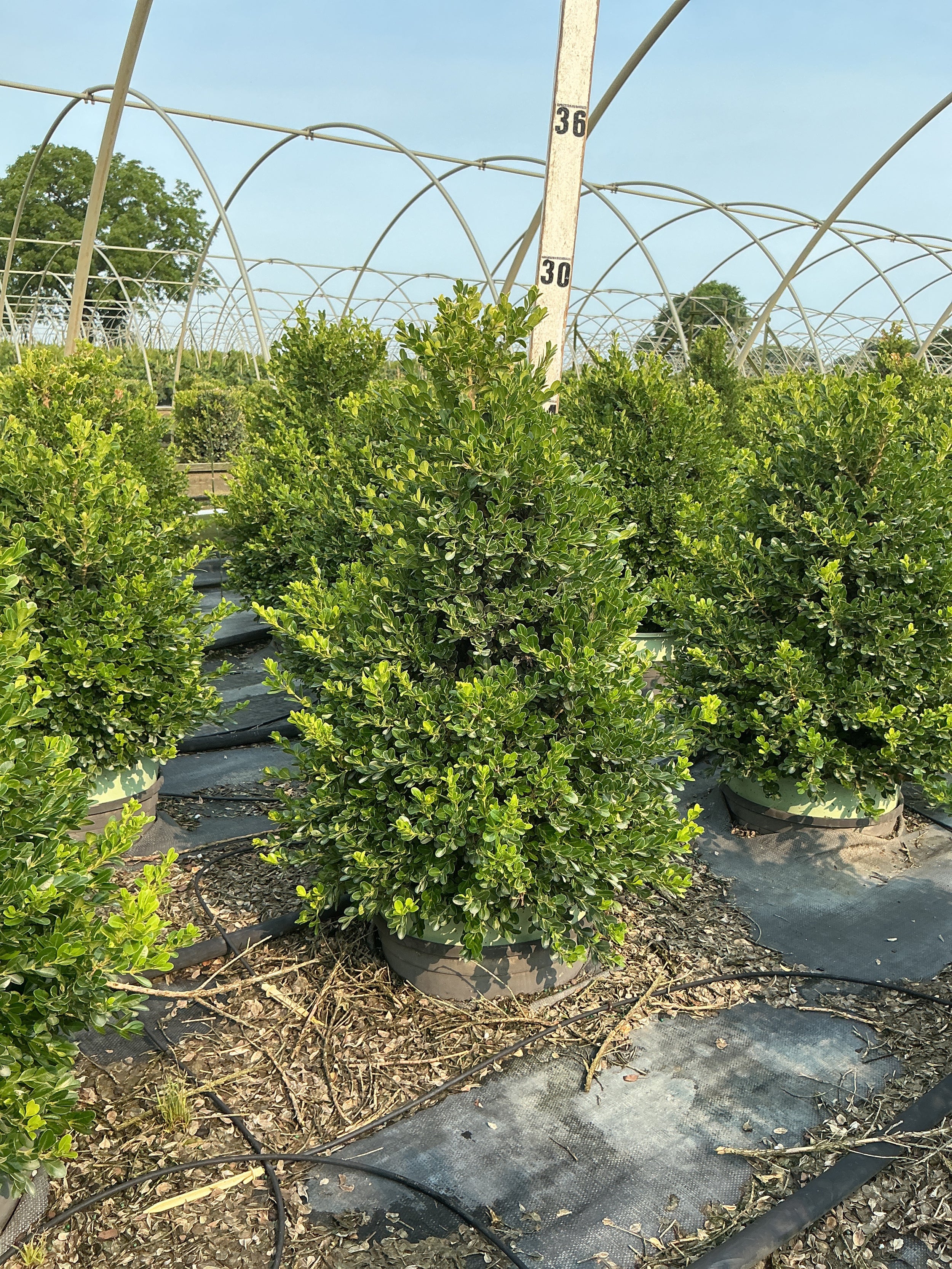 Buxus x 'Cranberry Creek'