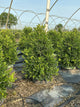 Buxus x 'Cranberry Creek'