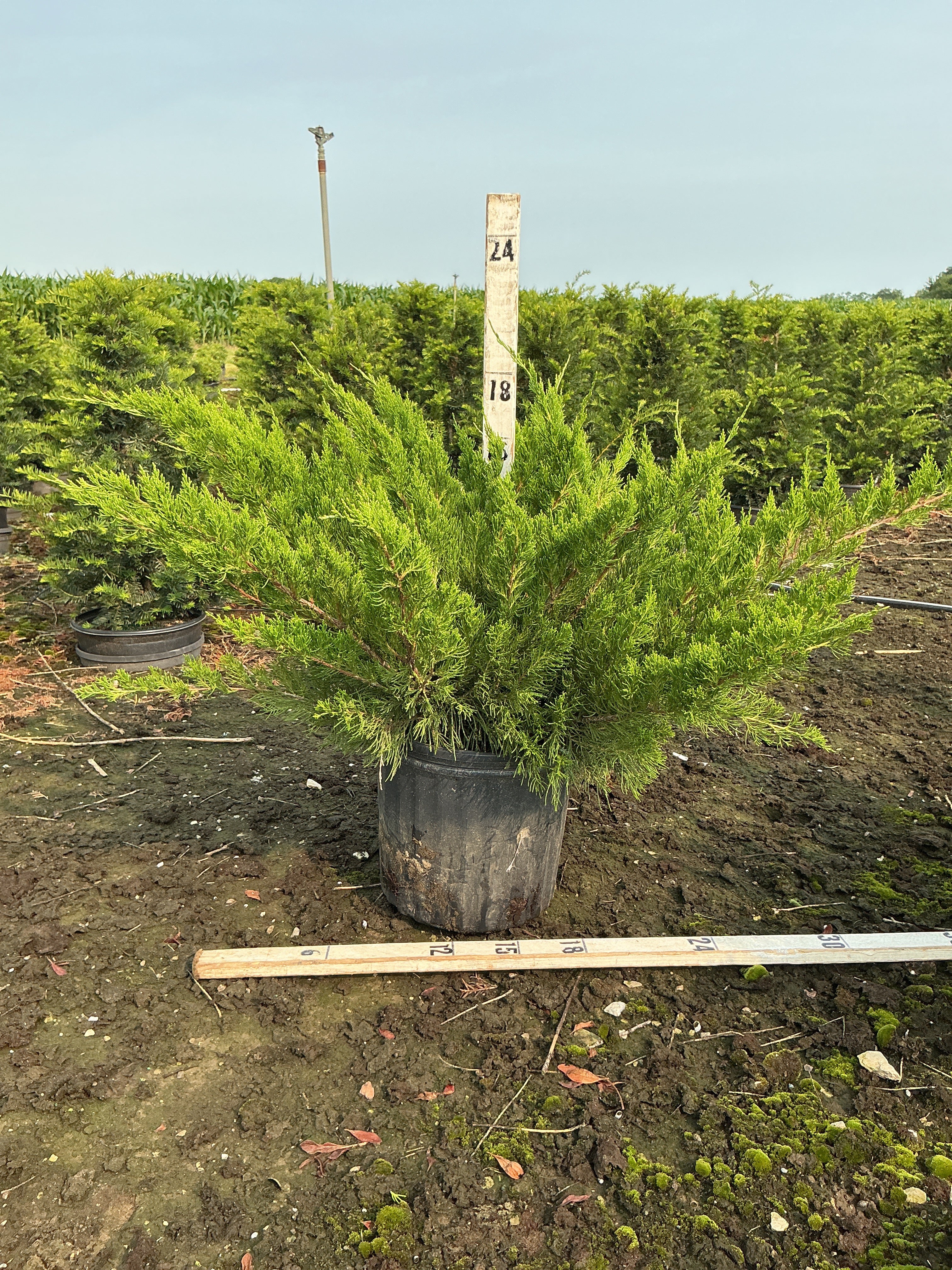 Juniperus chinensis 'Sea Green'