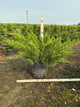 Juniperus chinensis 'Sea Green'