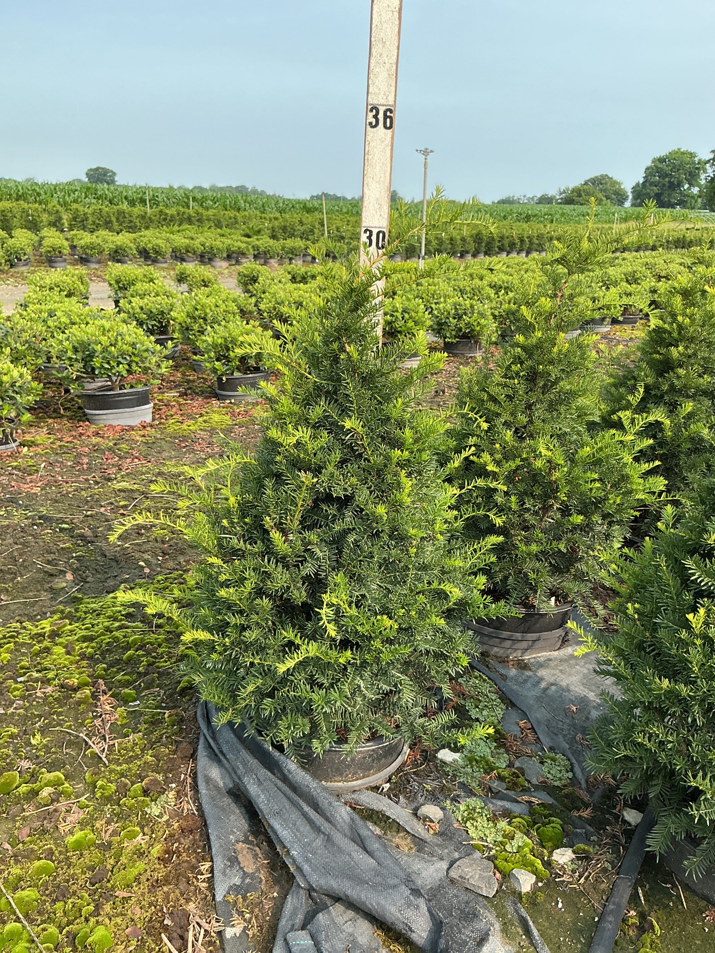 Taxus cuspidata 'Captain'