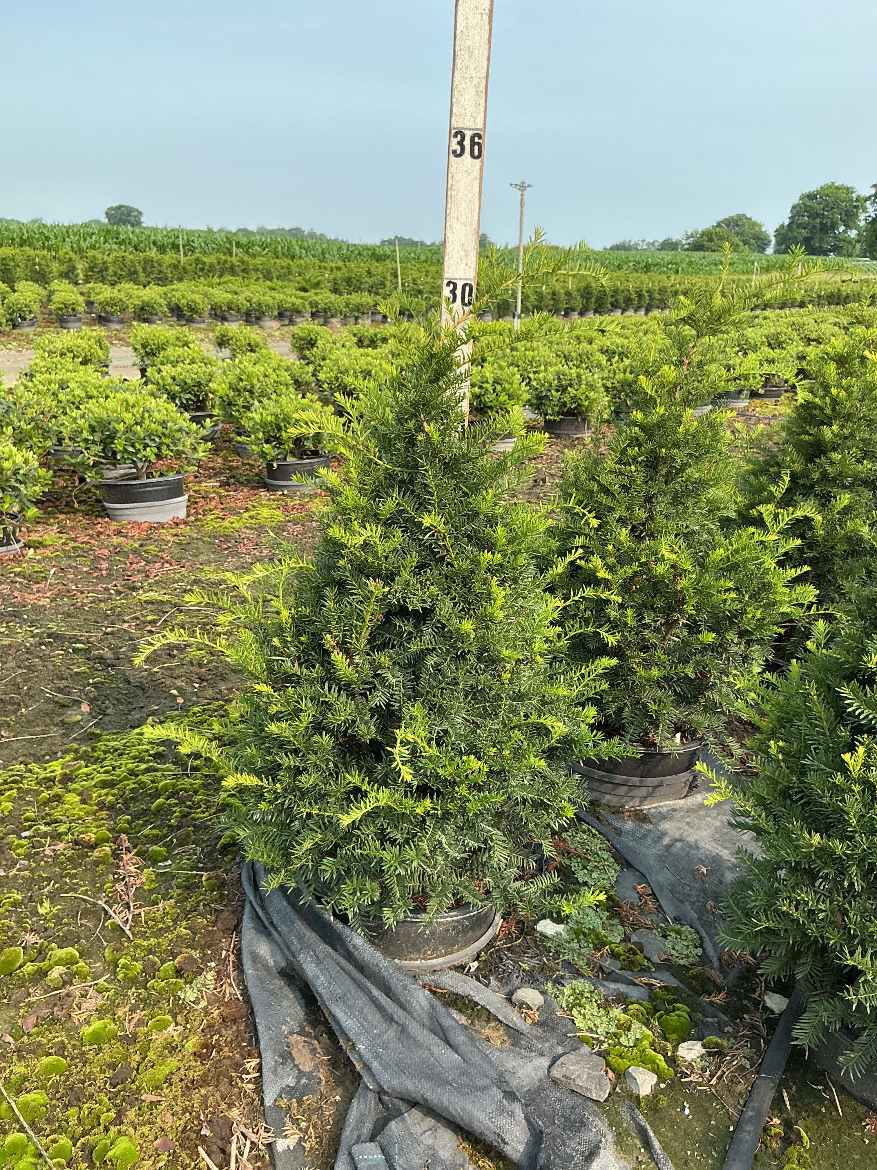 Taxus cuspidata 'Captain'
