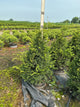 Taxus cuspidata 'Captain'