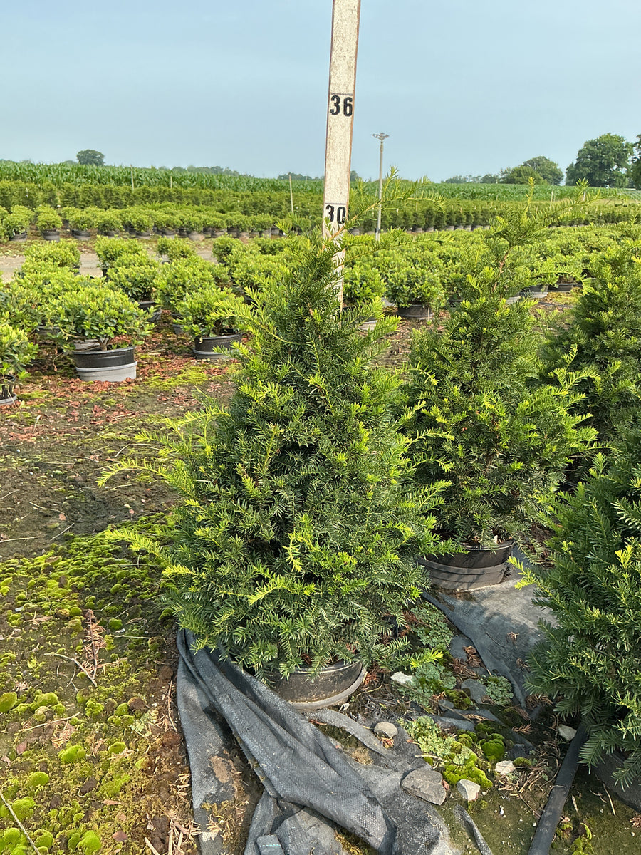 Taxus cuspidata 'Captain' â€” G3 18