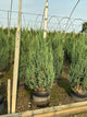 Juniperus chinensis 'Blue Point'