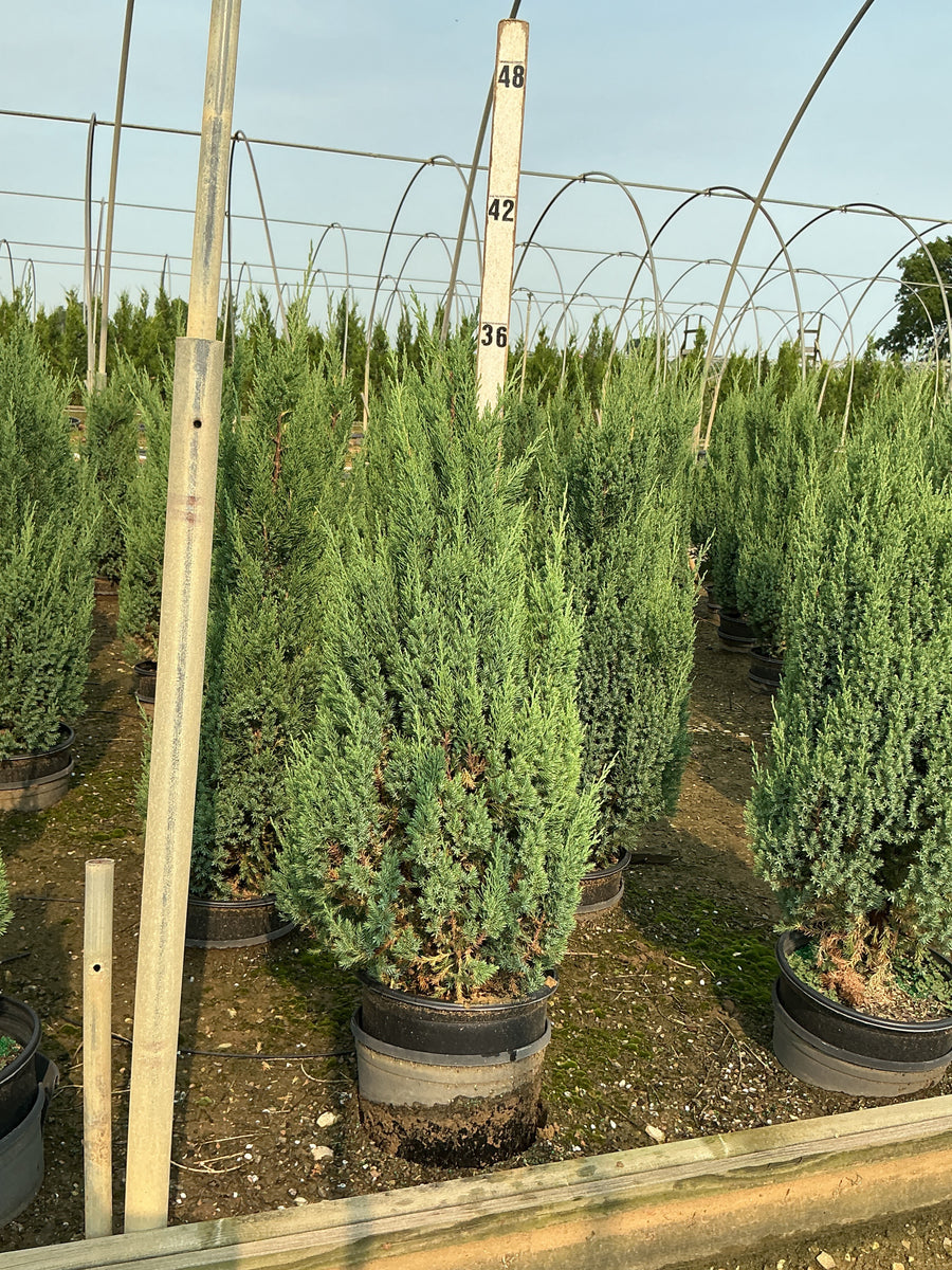 Juniperus chinensis 'Blue Point' â€” G3 24